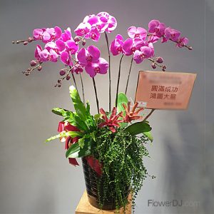 办公室适合摆哪些花卉：耐养、整洁与空间感兼顾