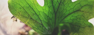 百合插花如何避免花粉弄脏衣物：实用处理技巧