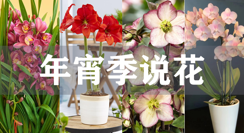 义乌花卉日常养护:家庭瓶插鲜花的实用方法 义乌花卉日常养护:家庭瓶插鲜花的实用方法