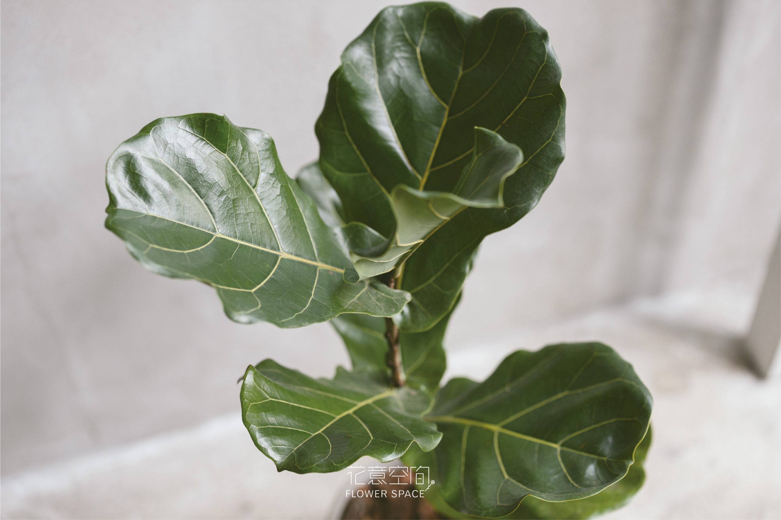 新娘手捧花怎么选:婚纱款式与花束造型的搭配 新娘手捧花怎么选:婚纱款式与花束造型的搭配