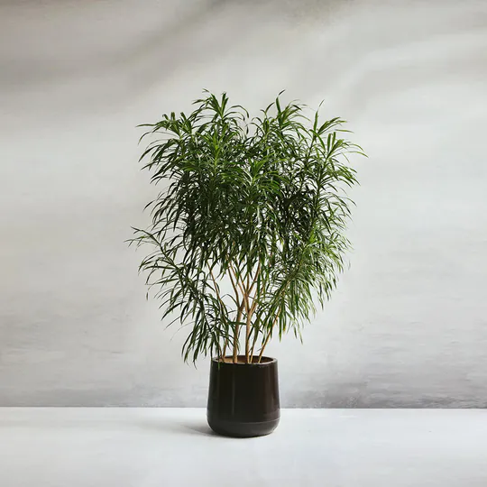 情人节鲜花怎么选：经典玫瑰与个性花束的区别
