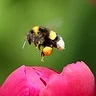 义乌花卉日常养护:家庭瓶插鲜花的实用方法 义乌花卉日常养护:家庭瓶插鲜花的实用方法
