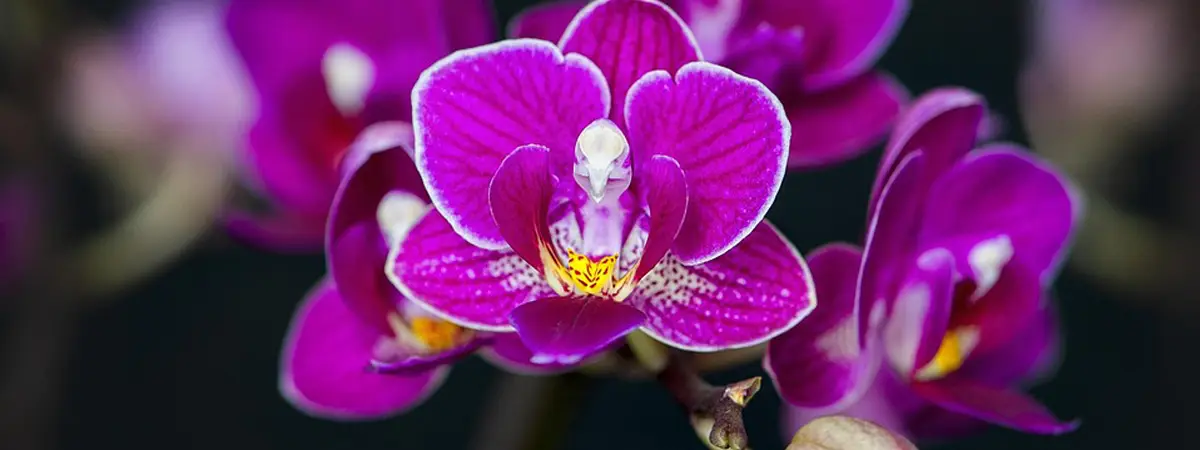 开业花篮怎么选:高度、色彩和祝福氛围的搭配 开业花篮怎么选:高度、色彩和祝福氛围的搭配