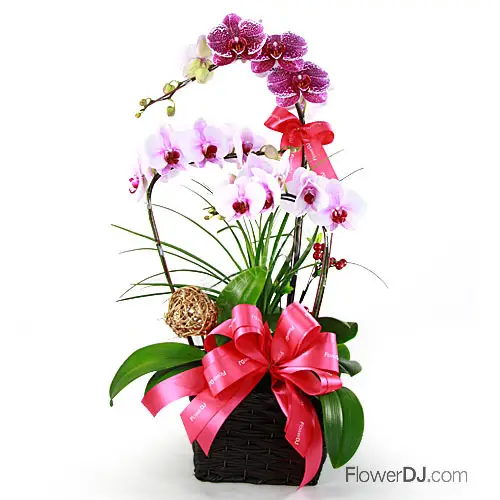 春季适合养哪些花：从花期到养护的选择方法
