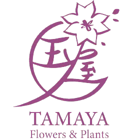 康乃馨花语有哪些：不同颜色的表达方式
